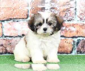 Zuchon Puppy for sale in BEL AIR, MD, USA