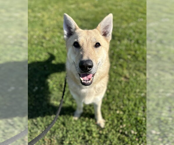 Medium Photo #11 German Shepherd Dog Puppy For Sale in Evansville, IN, USA