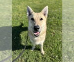 Small #10 German Shepherd Dog