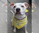Small #4 American Pit Bull Terrier Mix