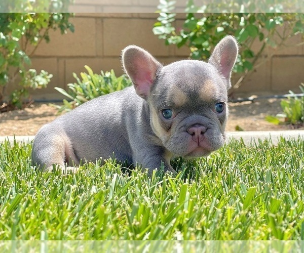 Medium Photo #5 French Bulldog Puppy For Sale in BIRMINGHAM, AL, USA