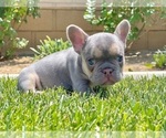 Small Photo #5 French Bulldog Puppy For Sale in BIRMINGHAM, AL, USA