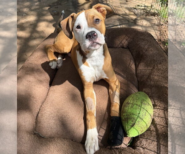 Medium Photo #2 Boxer-Unknown Mix Puppy For Sale in OKLAHOMA CITY, OK, USA