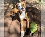 Small #1 Boxer Mix