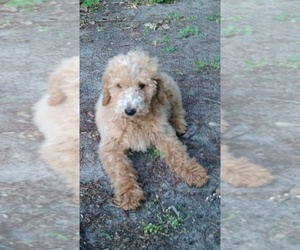 Goldendoodle Puppy for sale in WELLBORN, FL, USA