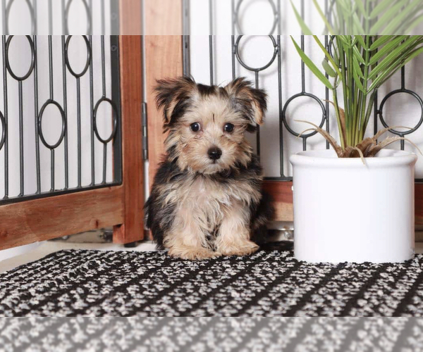 Medium Photo #1 Yo-Chon Puppy For Sale in NAPLES, FL, USA