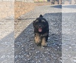 Small #4 Lhasa Apso-Poodle (Toy) Mix