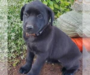 Belgian Malinois-Labrador Retriever Mix Puppy for sale in NEW PROVIDENCE, PA, USA