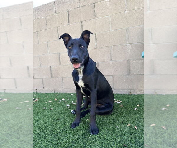 Medium Photo #4 Labrador Retriever-Unknown Mix Puppy For Sale in San Diego, CA, USA