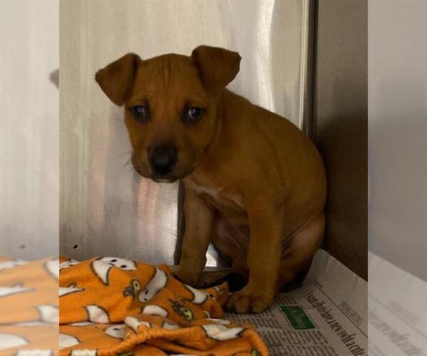 Medium Photo #1 Black Mouth Cur-Unknown Mix Puppy For Sale in San Antonio, TX, USA