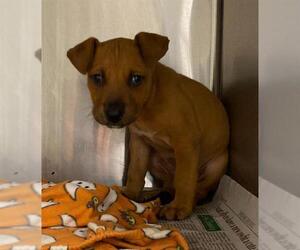 Black Mouth Cur-Unknown Mix Dogs for adoption in San Antonio, TX, USA