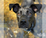Small #20 Labrador Retriever Mix