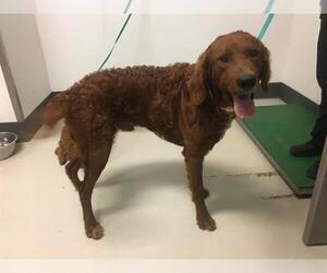 Irish Setter-Unknown Mix Dogs for adoption in Corona, CA, USA