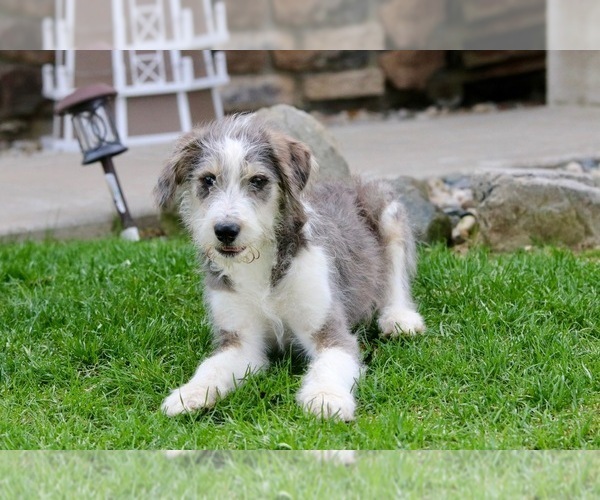 Medium Photo #1 Bordoodle Puppy For Sale in NEW HAVEN, IN, USA