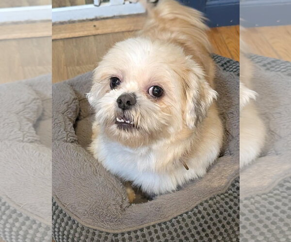 Medium Photo #1 Shih Tzu Puppy For Sale in Southbury, CT, USA