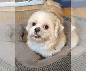Shih Tzu Dogs for adoption in Southbury, CT, USA