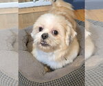 Bruno - Male Shih Tzu Dog for Adoption - Small photo