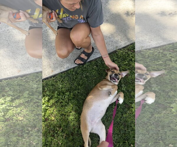 Medium Photo #2 Black Mouth Cur-Unknown Mix Puppy For Sale in Sanford, FL, USA