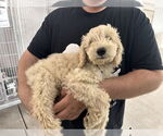 Small Maltese Mix