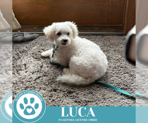 Bichon Frise Dogs for adoption in Kimberton, PA, USA