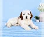 Small #4 Goldendoodle (Miniature)