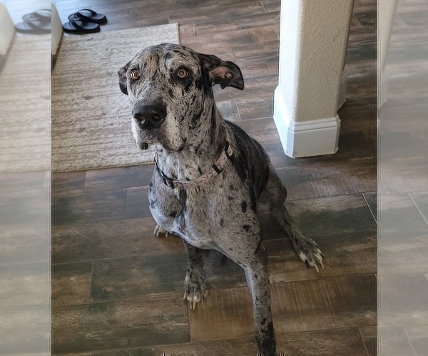 Medium Photo #1 Great Dane Puppy For Sale in GRAND PRAIRIE, TX, USA