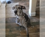Small Photo #1 Great Dane Puppy For Sale in GRAND PRAIRIE, TX, USA