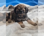 Puppy Puppy 2 Australian Labradoodle-Cavapoo Mix