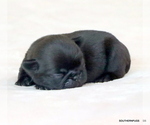 Small #8 Pug