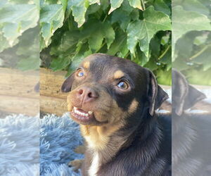 JUNIOR - Male Muggin Dog for Adoption - Photo #4