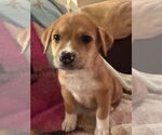 Small #2 Labrador Retriever Mix