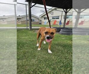 Boxer-Unknown Mix Dogs for adoption in Corpus Christi, TX, USA