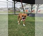 Small Boxer Mix