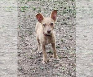 Mutt Dogs for adoption in San Antonio, TX, USA