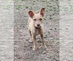 Small Mutt