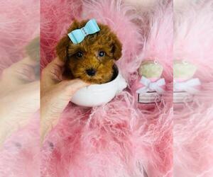 Poodle (Toy) Puppy for sale in DACULA, GA, USA