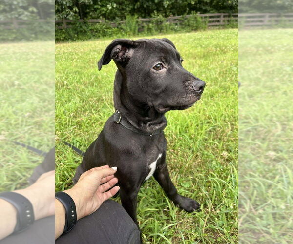 Medium Photo #1 American Pit Bull Terrier-American Staffordshire Terrier Mix Puppy For Sale in Benton, PA, USA