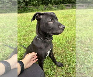 American Pit Bull Terrier-American Staffordshire Terrier Mix Dogs for adoption in Benton, PA, USA