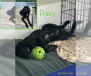 German Shorthaired Pointer-Unknown Mix Dogs for adoption in Spotsylvania, VA, USA