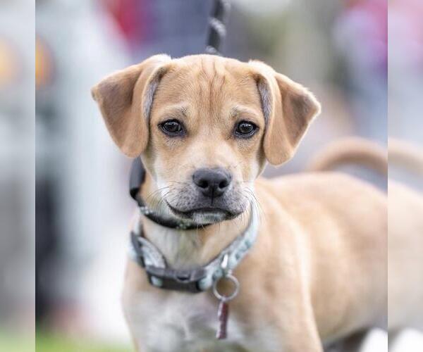Medium Photo #6 Miniature Pinscher-Unknown Mix Puppy For Sale in San Diego, CA, USA