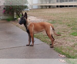Mother of the Belgian Malinois puppies born on 06/30/2022