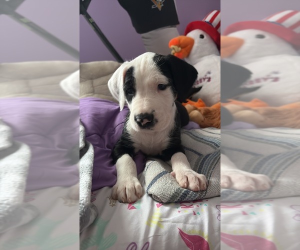 Medium Photo #3 Great Dane-Sheepadoodle Mix Puppy For Sale in EGG HARBOR CITY, NJ, USA