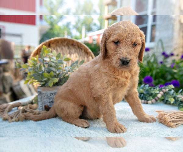Medium Photo #10 Goldendoodle Puppy For Sale in KIRKWOOD, PA, USA