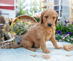 Small Photo #10 Goldendoodle Puppy For Sale in KIRKWOOD, PA, USA