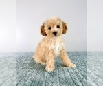 Small #4 Cavapoo (Miniature)
