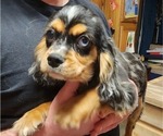 Small Photo #7 Cavalier King Charles Spaniel Puppy For Sale in BOONVILLE, NY, USA