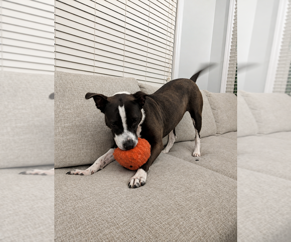 Medium Photo #16 Mutt Puppy For Sale in Mooresville, NC, USA