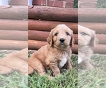 Small #6 Goldendoodle