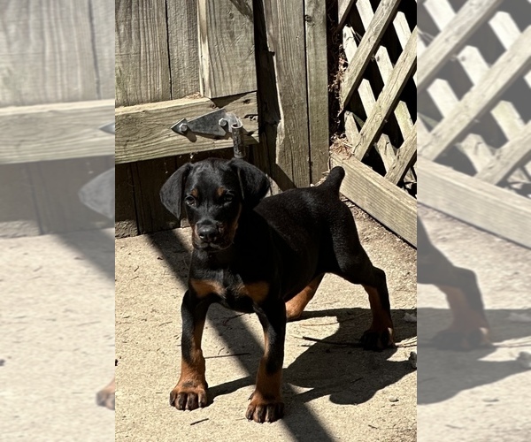Medium Photo #1 Doberman Pinscher Puppy For Sale in AKRON, OH, USA