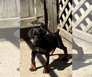 Doberman Pinscher Puppy for sale in AKRON, OH, USA